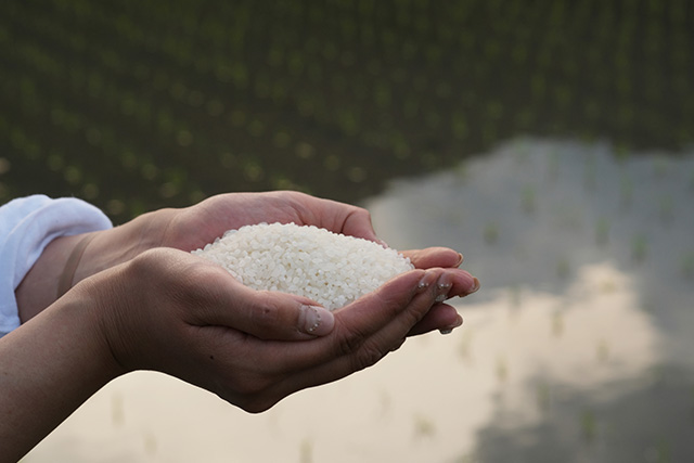 丸ヨ青果について