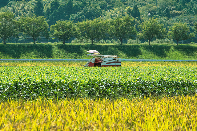 丸ヨ青果について